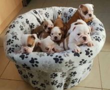 English Bulldog puppies