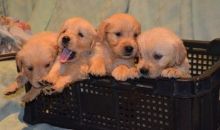 GOLDEN RETRIEVER PUPPY