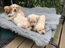 LABRADOR RETRIEVER