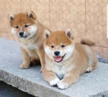 Shiba Inu puppies