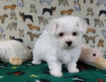 tcup maltese puppies