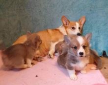 Welsh Corgi Pembroke Puppies