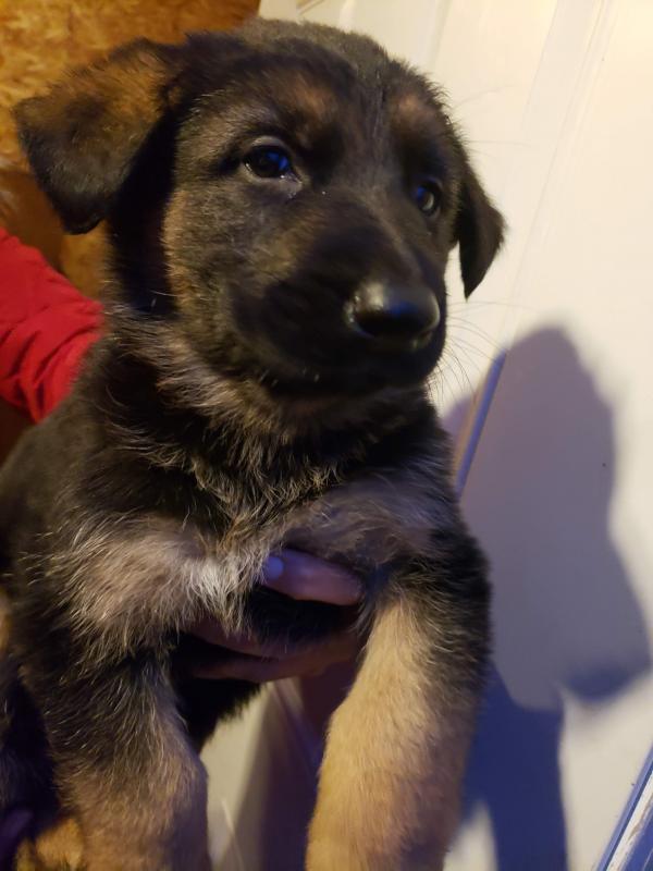 German Shepherd Puppies Image eClassifieds4u
