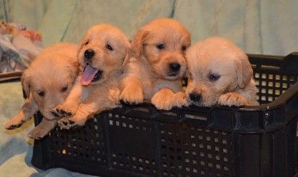 GOLDEN RETRIEVER PUPPY Image eClassifieds4u
