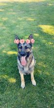 German Shepherd Puppies Image eClassifieds4u 4