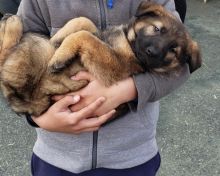 German Shepherd Puppies Image eClassifieds4u 3