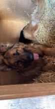 German Shepherd Puppies Image eClassifieds4u 2