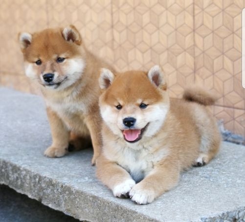 Shiba Inu puppies Image eClassifieds4u
