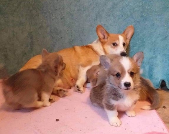Welsh Corgi Pembroke Puppies Image eClassifieds4u