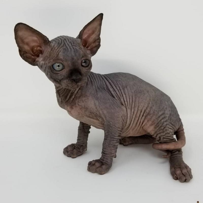 Beautiful Sphynx kittens Image eClassifieds4u