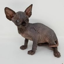 Beautiful Sphynx kittens Image eClassifieds4U