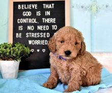 Goldendoodle Puppies