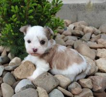 Havanese Puppies