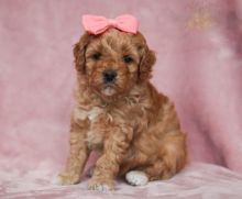 Toy Poodle Puppies