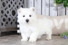 Westie Puppies