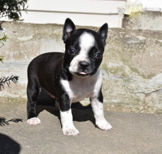 View Image 1 for Boston Terrier Puppies Vancouver