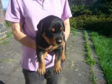 Energetic Rottweiler Puppies Available For Adoption Image eClassifieds4U