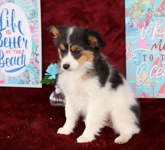 Papillon Puppies Image eClassifieds4u