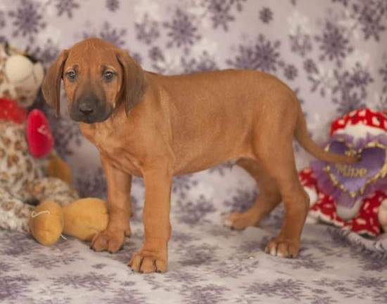 Rhodesian Ridgeback Puppies Image eClassifieds4u