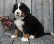 Bernese Mountain Puppies