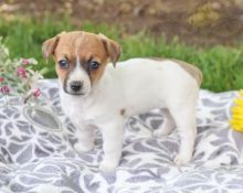 Jack Russell Terrier Puppies