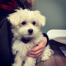 Male teacup maltese for breeding