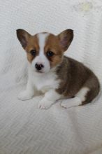 Welsh Corgi Puppies