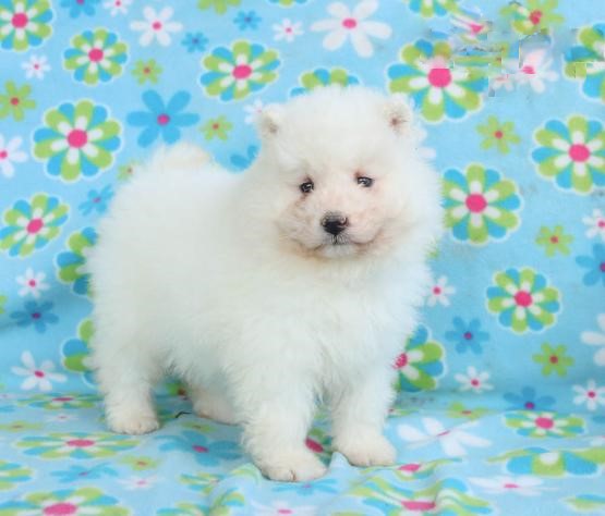 Samoyed Puppies Image eClassifieds4u