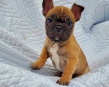 !!!Two Adorable French bulldog puppies looking for a new home!!!!