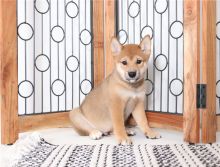 Active shiba inu Puppy For Adoption