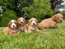 Amazing Cavapoo Puppies