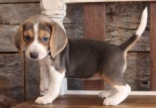 Beagle Puppies For A Wonderful Home.11 Weeks Old/