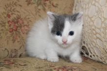 beautiful Standard Munchkin kitten