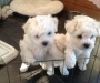 BichonFrise Puppies