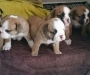 English Bulldog puppies