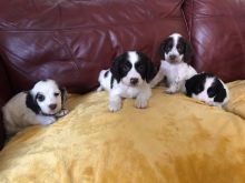 er Spaniel Puppies available