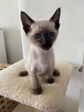 gorgeous litter of Siamese