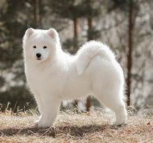 Great Samoyed puppies available.