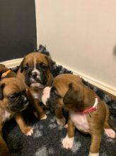 HOME TRAINED BOXER PUPPIES FOR ADOPTION