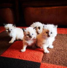 Lovely Male and female Siberians Kittens for sale .