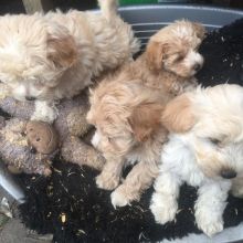 Luxurious Maltipoos Puppies