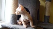 Male and female Devon Rex kittens