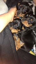 Miniature Dachshund Puppies