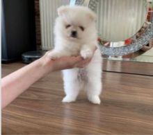 Pomeranian Available