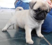 Pug Puppies Available cheap
