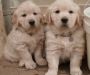 Purebred Golden Retriever Puppies