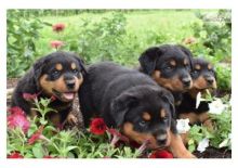 Rottweiller puppies