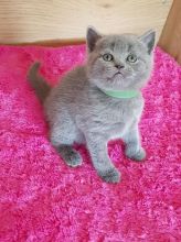 Scottish Fold Kittens for Re-homing