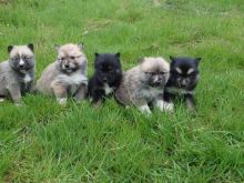 Stunning Pomsky pups ready now