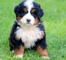 Sweet Male And Female Bernese mountain puppies For Free Adoption